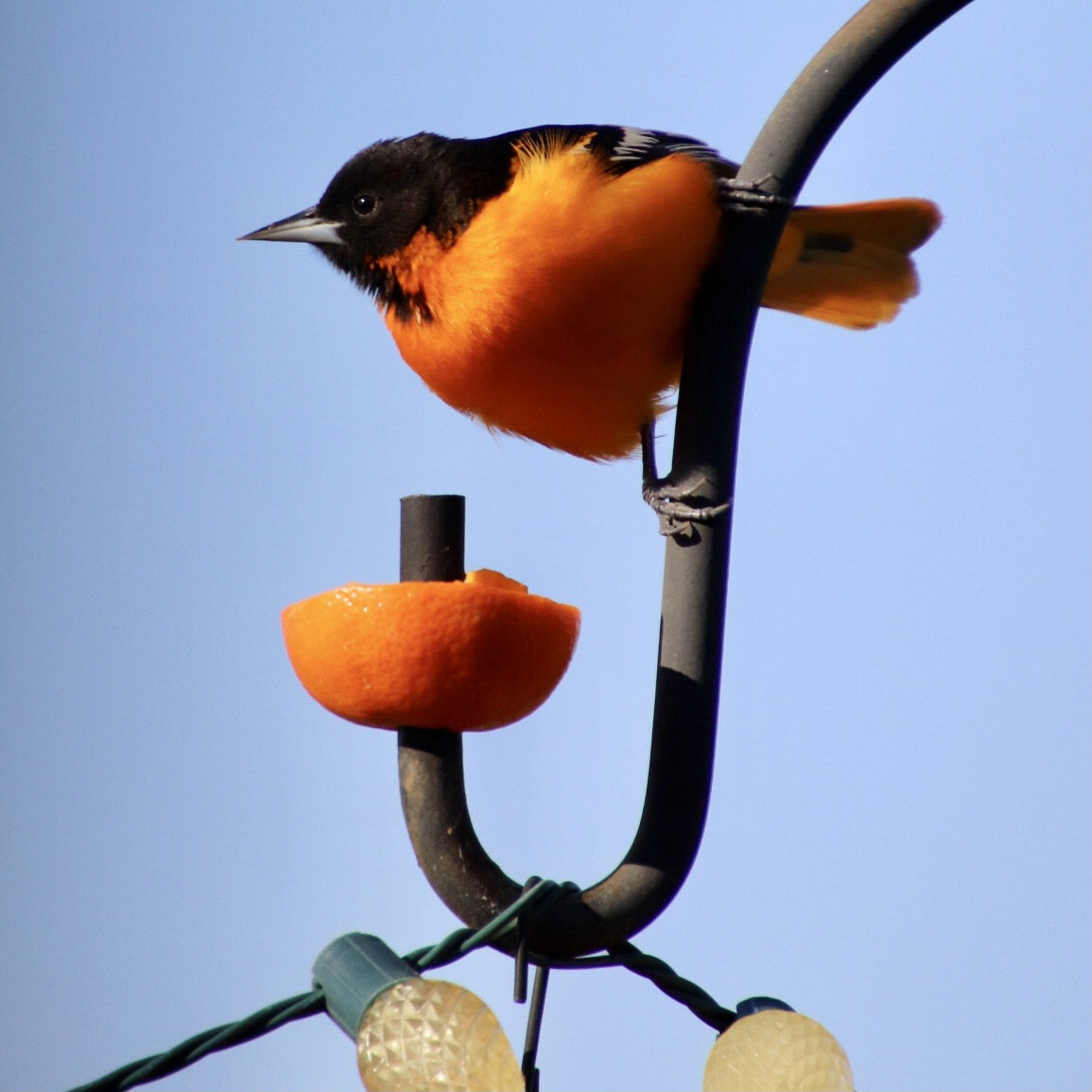 Orioles return
